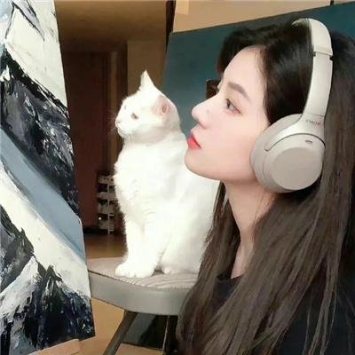 屋顶上的猫